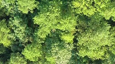 4k航拍重庆大山森林风光树林风光意境视频的预览图